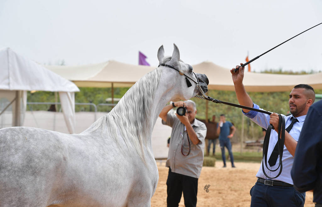 Senior Mare Silver Champion: Raya ST (Stival X GM Victoria)   