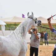 Senior Mare Silver Champion: Raya ST (Stival X GM Victoria)   