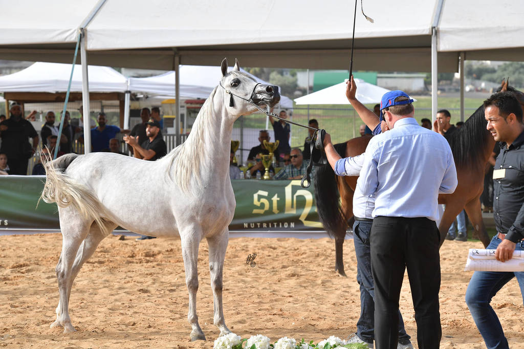Senior Mare Silver Champion: Raya ST (Stival X GM Victoria)   