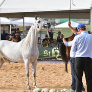 Senior Mare Silver Champion: Raya ST (Stival X GM Victoria)   