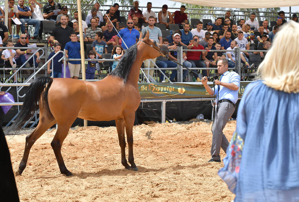 Senior Mare Bronze Champion: R Dancing Star (Stival X Evening Star RR)   