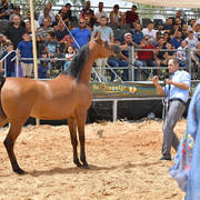 Senior Mare Bronze Champion: R Dancing Star (Stival X Evening Star RR)   