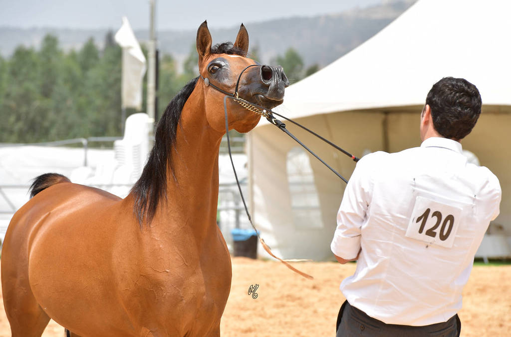 Senior Mare Bronze Champion: R Dancing Star (Stival X Evening Star RR)   