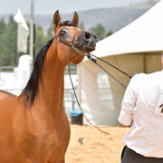 Senior Mare Bronze Champion: R Dancing Star (Stival X Evening Star RR)   