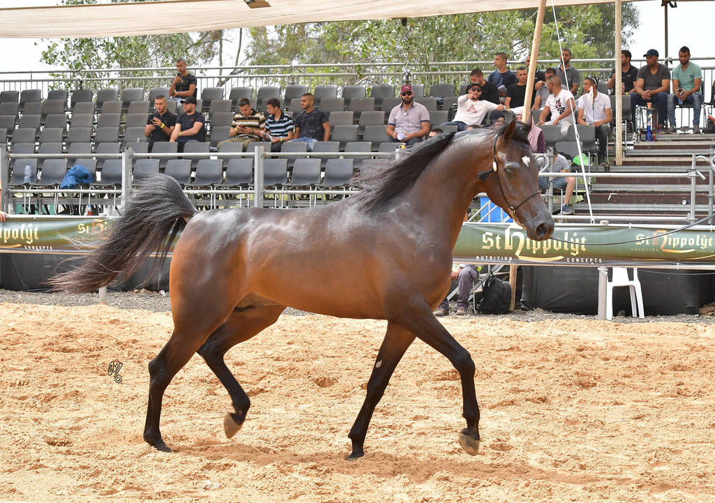 Junior Colt Gold Champion: Onaal Al Bashir (Gazal Al Shaqab X El Shayma)   