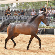 Junior Colt Gold Champion: Onaal Al Bashir (Gazal Al Shaqab X El Shayma)   