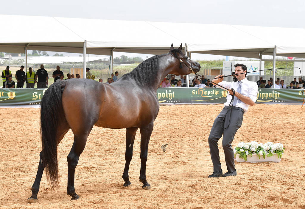 Junior Colt Gold Champion: Onaal Al Bashir (Gazal Al Shaqab X El Shayma)   