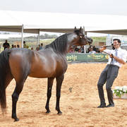 Junior Colt Gold Champion: Onaal Al Bashir (Gazal Al Shaqab X El Shayma)   