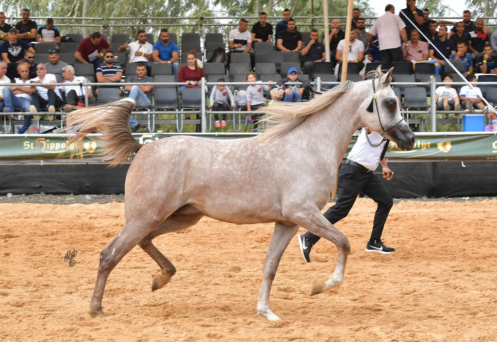 Junior Colt Silver Champion: Kaiaan RG (Zain Al Asayel X Gharam)  