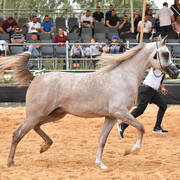 Junior Colt Silver Champion: Kaiaan RG (Zain Al Asayel X Gharam)  