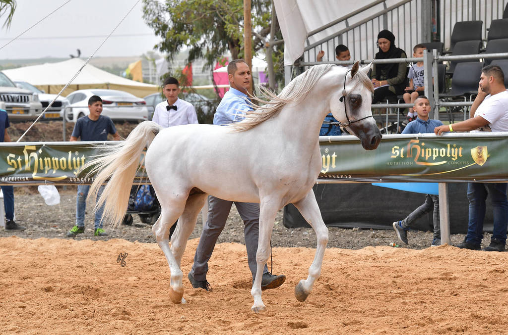 Junior Colt Bronze Champion: Al Zeer Salem (Amir Al Jejra X Nadeera BT Nader)   