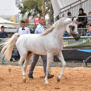 Junior Colt Bronze Champion: Al Zeer Salem (Amir Al Jejra X Nadeera BT Nader)   