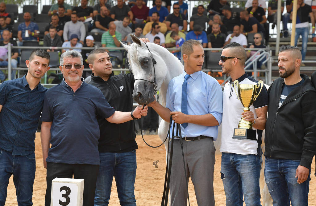 Junior Colt Bronze Champion: Al Zeer Salem (Amir Al Jejra X Nadeera BT Nader)   