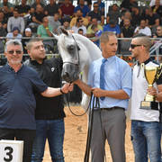 Junior Colt Bronze Champion: Al Zeer Salem (Amir Al Jejra X Nadeera BT Nader)   