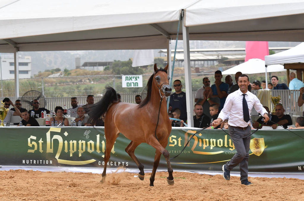 Junior Filly Gold Champion: M.M. Enya (RFI Farid X M.M. Eliana)   