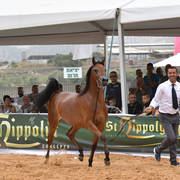 Junior Filly Gold Champion: M.M. Enya (RFI Farid X M.M. Eliana)   