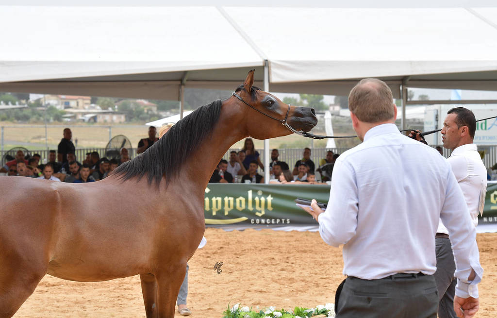 Junior Filly Gold Champion: M.M. Enya (RFI Farid X M.M. Eliana)   