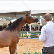 Junior Filly Gold Champion: M.M. Enya (RFI Farid X M.M. Eliana)   