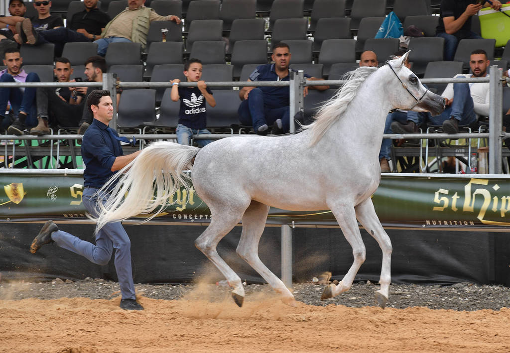 Junior Filly Silver Champion: Durra Al Ayal AA (Al ayal AA X Donya Jamal)  