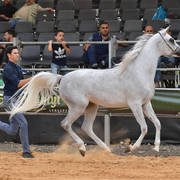 Junior Filly Silver Champion: Durra Al Ayal AA (Al ayal AA X Donya Jamal)  