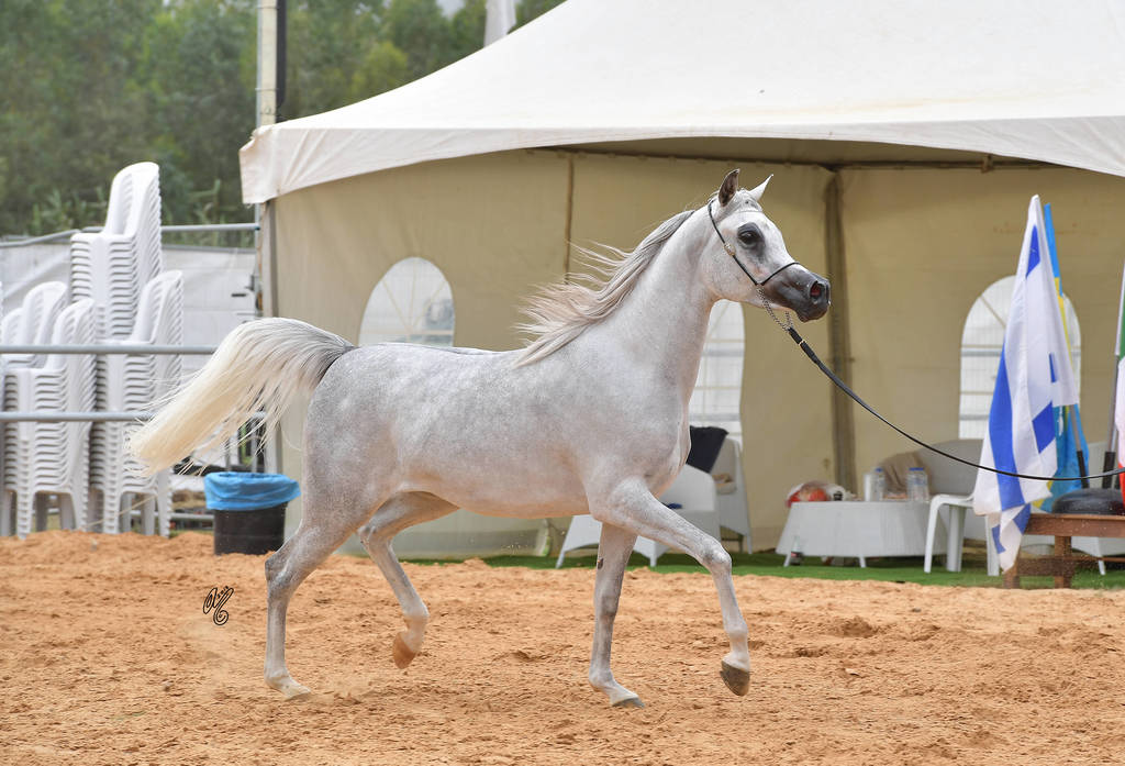 Junior Filly Silver Champion: Durra Al Ayal AA (Al ayal AA X Donya Jamal)  