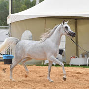 Junior Filly Silver Champion: Durra Al Ayal AA (Al ayal AA X Donya Jamal)  