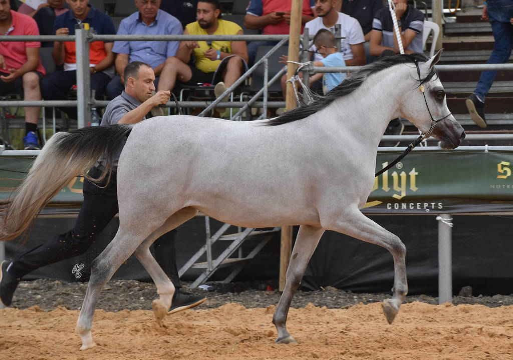 Junior Filly Bronze Champion: Al Johara (LF Al Saher X Sabriya YA)  