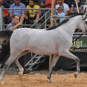 Junior Filly Bronze Champion: Al Johara (LF Al Saher X Sabriya YA)  