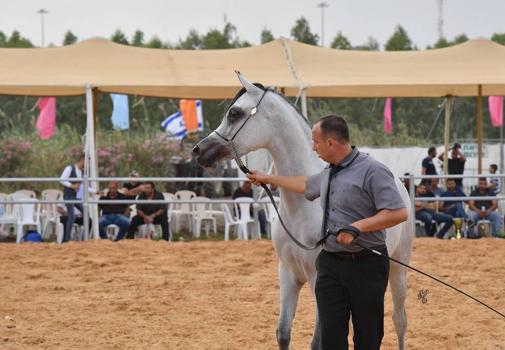Junior Filly Bronze Champion: Al Johara (LF Al Saher X Sabriya YA)  