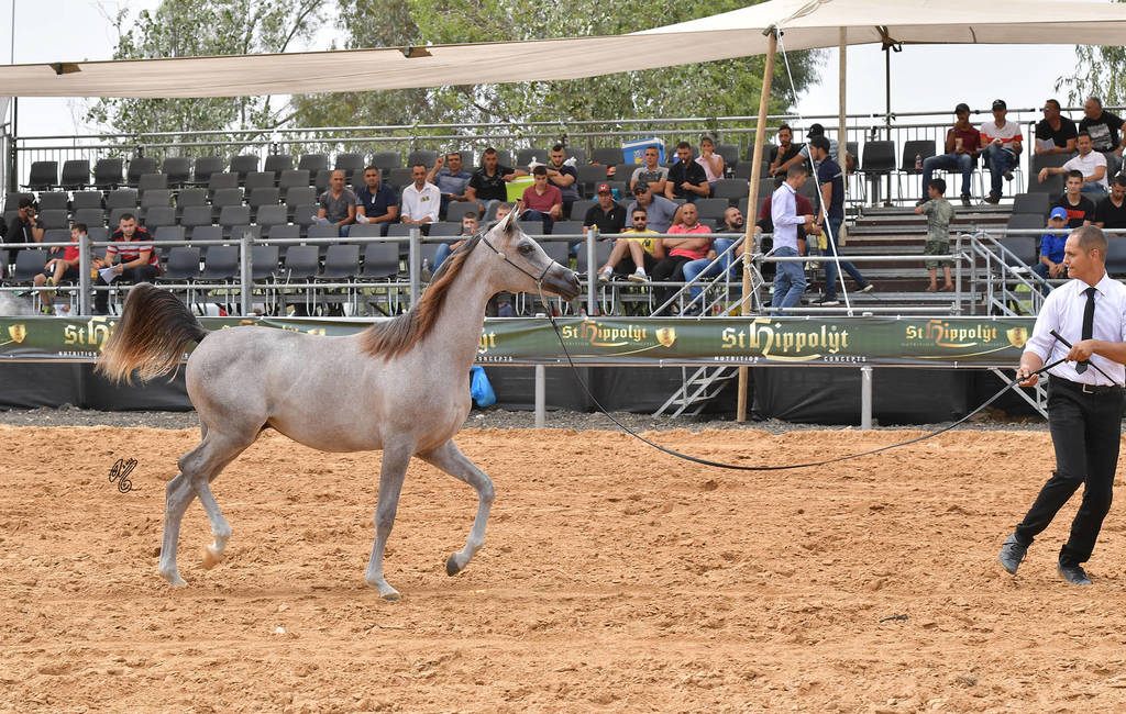 Yearling Colt Gold Champion: Exxcellence AF (Excallibur EA X Emelia)   