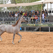 Yearling Colt Gold Champion: Exxcellence AF (Excallibur EA X Emelia)   