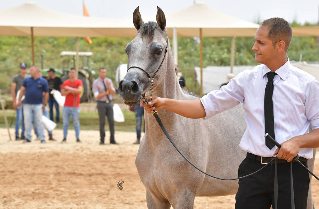 Yearling Colt Gold Champion: Exxcellence AF (Excallibur EA X Emelia)   
