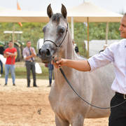 Yearling Colt Gold Champion: Exxcellence AF (Excallibur EA X Emelia)   