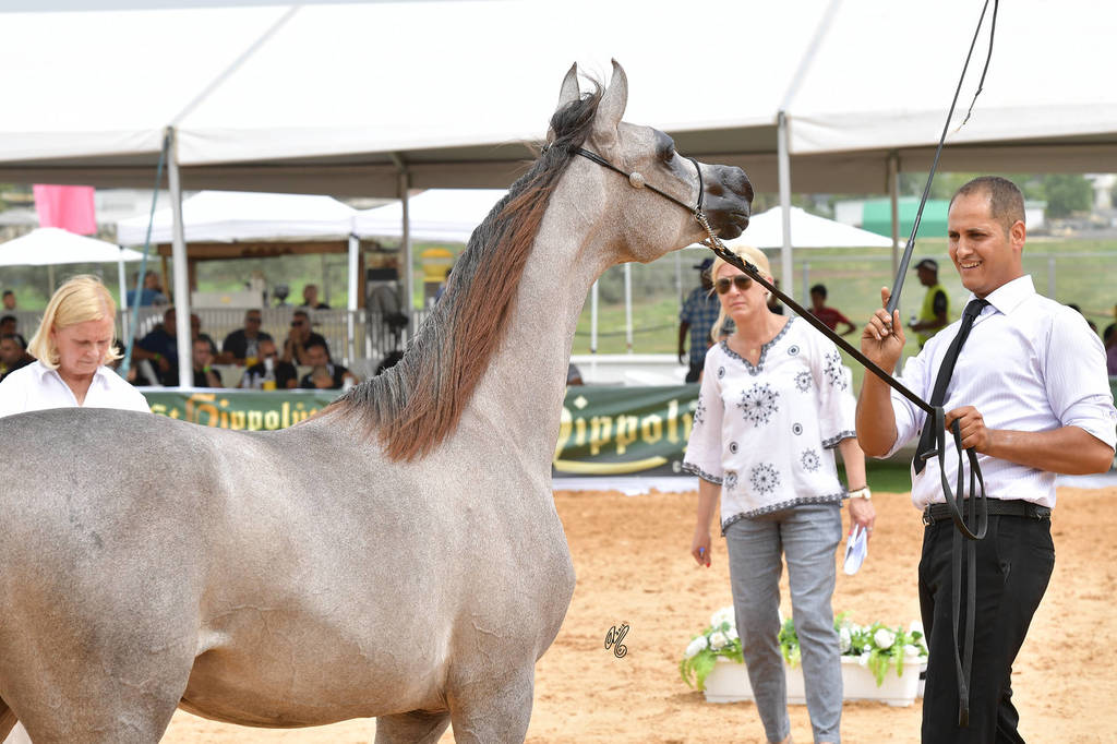 Yearling Colt Gold Champion: Exxcellence AF (Excallibur EA X Emelia)   