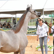 Yearling Colt Gold Champion: Exxcellence AF (Excallibur EA X Emelia)   