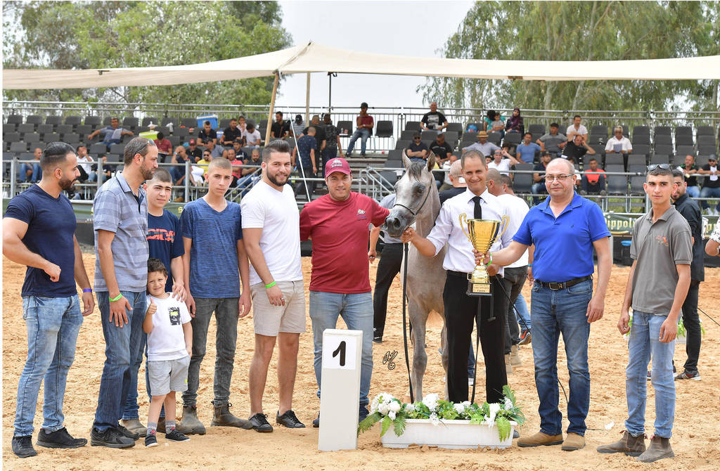 Yearling Colt Gold Champion: Exxcellence AF (Excallibur EA X Emelia)   