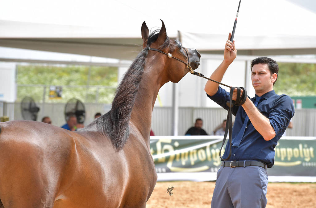 Yearling Colt Bronze Champion: Quamar Elain By Bri (Emerald J X Chanel By Bri)   