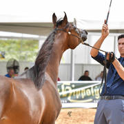 Yearling Colt Bronze Champion: Quamar Elain By Bri (Emerald J X Chanel By Bri)   