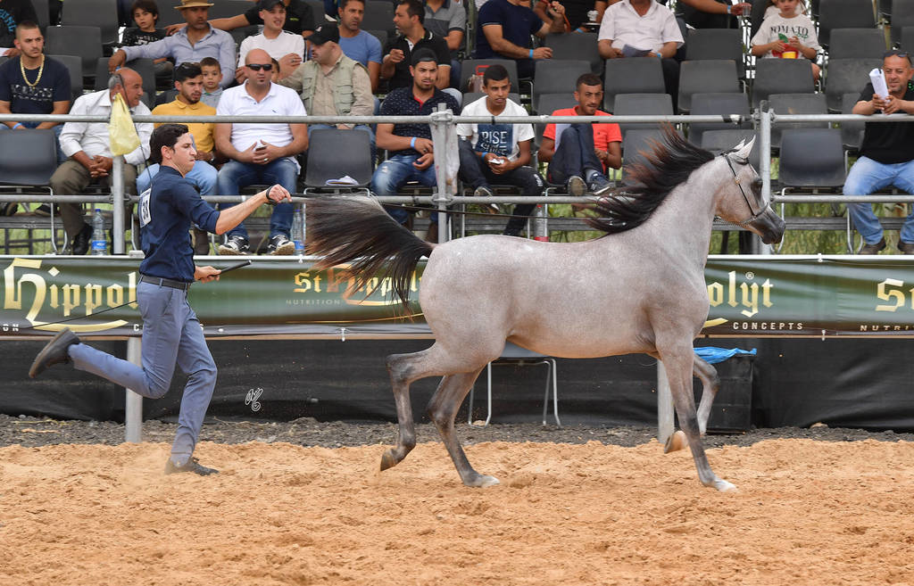 Yearling Filly Gold Champion: Lulu AA (Marwan Al Shaqab X Labibah AA)   