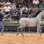 Yearling Filly Gold Champion: Lulu AA (Marwan Al Shaqab X Labibah AA)   