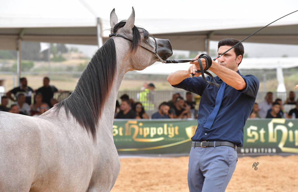 Yearling Filly Gold Champion: Lulu AA (Marwan Al Shaqab X Labibah AA)   