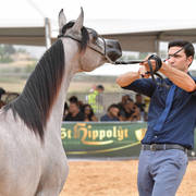 Yearling Filly Gold Champion: Lulu AA (Marwan Al Shaqab X Labibah AA)   