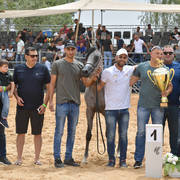 Yearling Filly Gold Champion: Lulu AA (Marwan Al Shaqab X Labibah AA)   