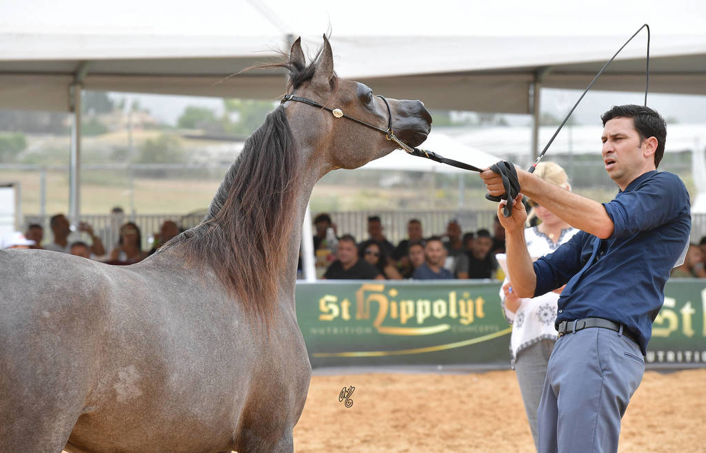 Yearling Filly Silver Champion: Shiraaz AZ (Fadi Al Shaqab X Siwar AZ)   