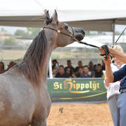 Yearling Filly Silver Champion: Shiraaz AZ (Fadi Al Shaqab X Siwar AZ)   