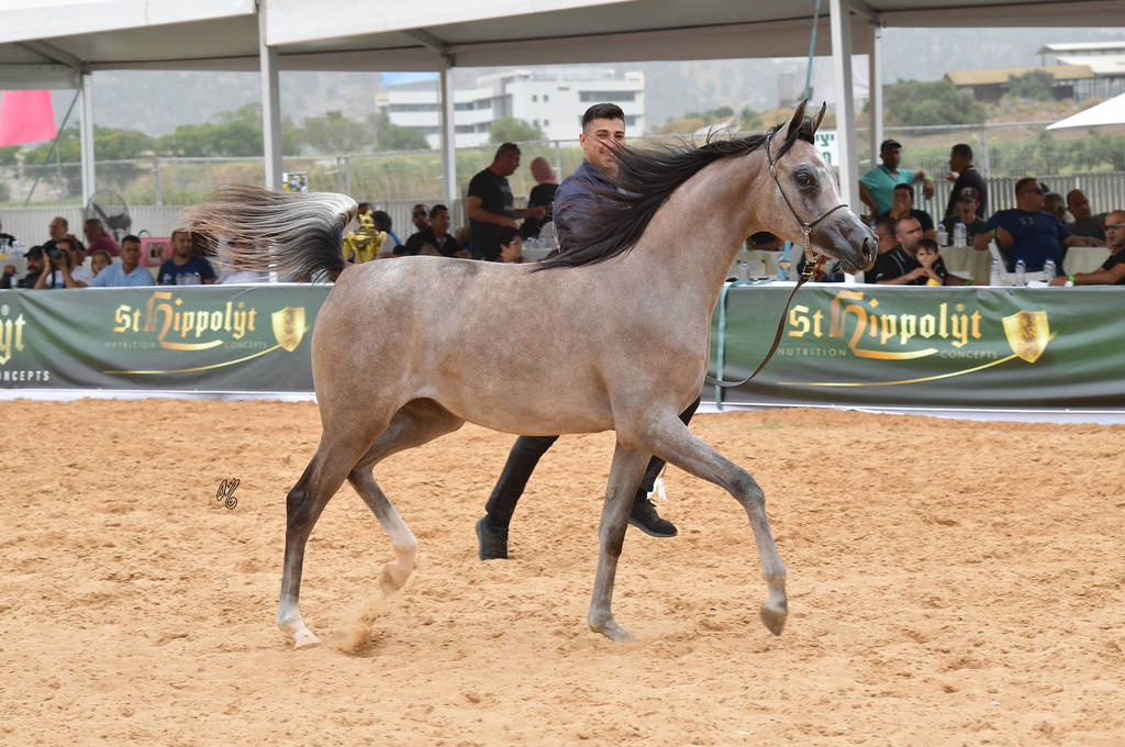 Yearling Filly Bronze Champion: Sultanat Al Tarab (Fadi Al Shaqab X Nasrina GI)   