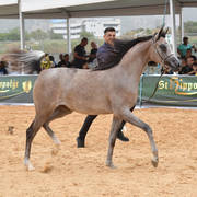 Yearling Filly Bronze Champion: Sultanat Al Tarab (Fadi Al Shaqab X Nasrina GI)   