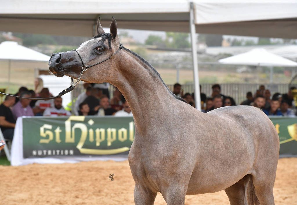 Yearling Filly Bronze Champion: Sultanat Al Tarab (Fadi Al Shaqab X Nasrina GI)   