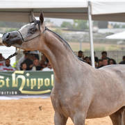 Yearling Filly Bronze Champion: Sultanat Al Tarab (Fadi Al Shaqab X Nasrina GI)   