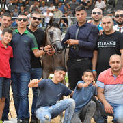Yearling Filly Bronze Champion: Sultanat Al Tarab (Fadi Al Shaqab X Nasrina GI)   